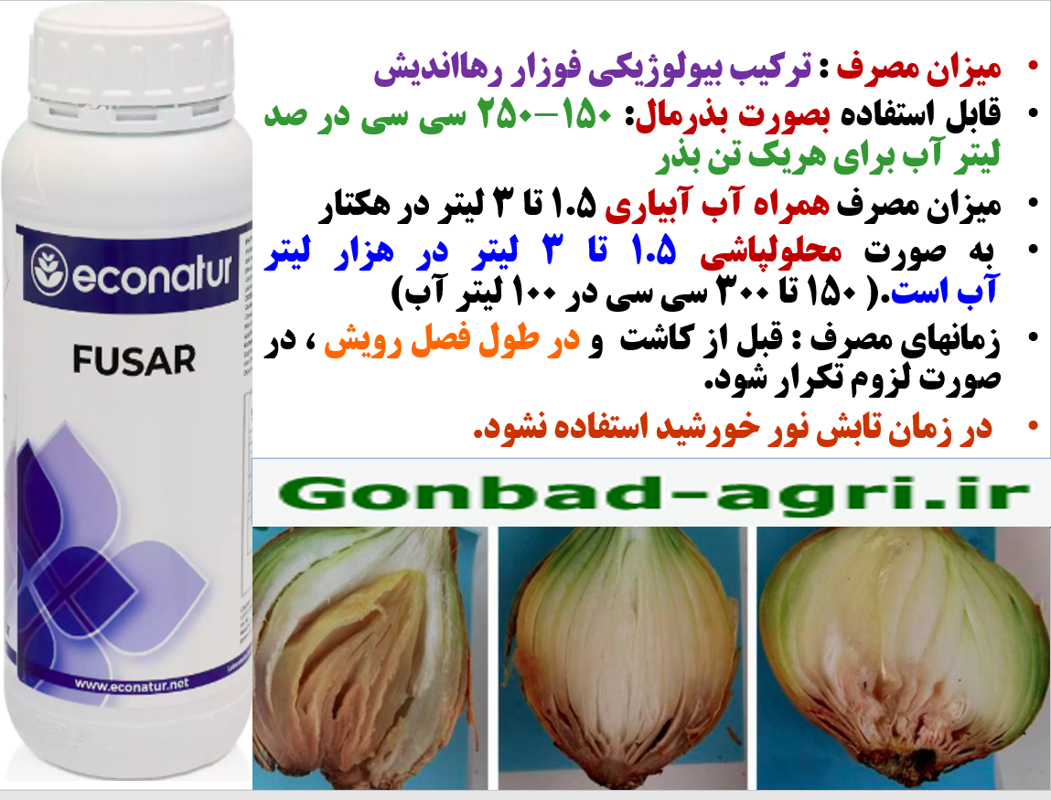 قارچکش بیولوژیک فوزار رهااندیش برای کنترل بیماری های پیاز – قسمت دوم 611