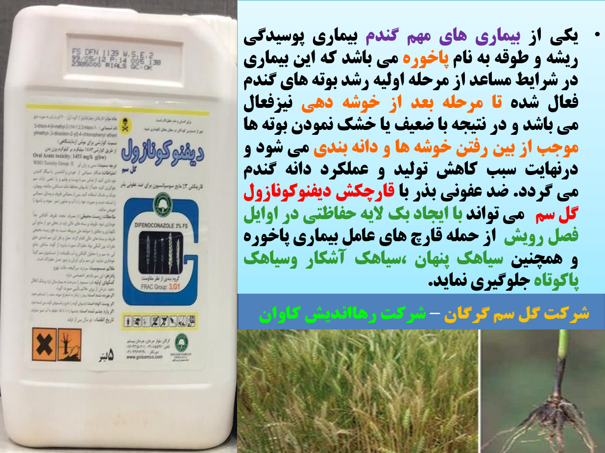 ضدعفونی بذور گندم با قارچکش دیفنوکونازول گل سم -قسمت اول 606
