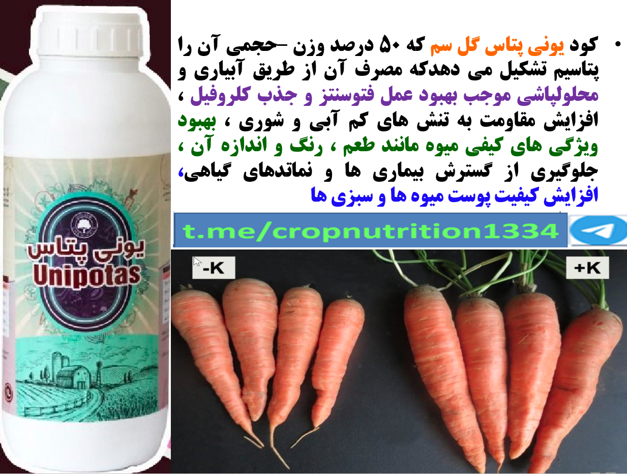 افزایش کیفیت هویج با کود یونی پتاس گل سم – قسمت سوم 619