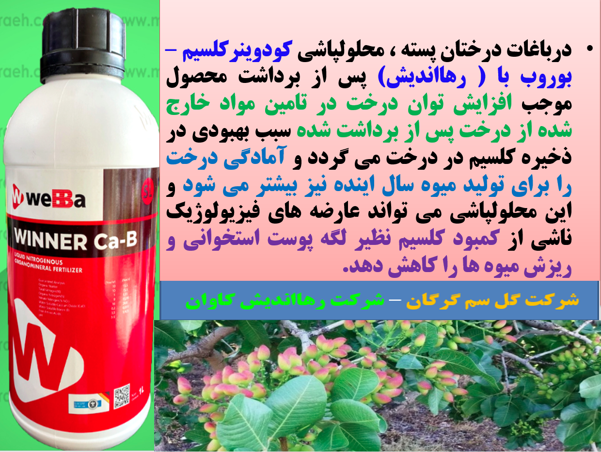 کود وین نر کلسیم و بر رهااندیش برای درختان پسته بعد از برداشت محصول- قسمت اول 600