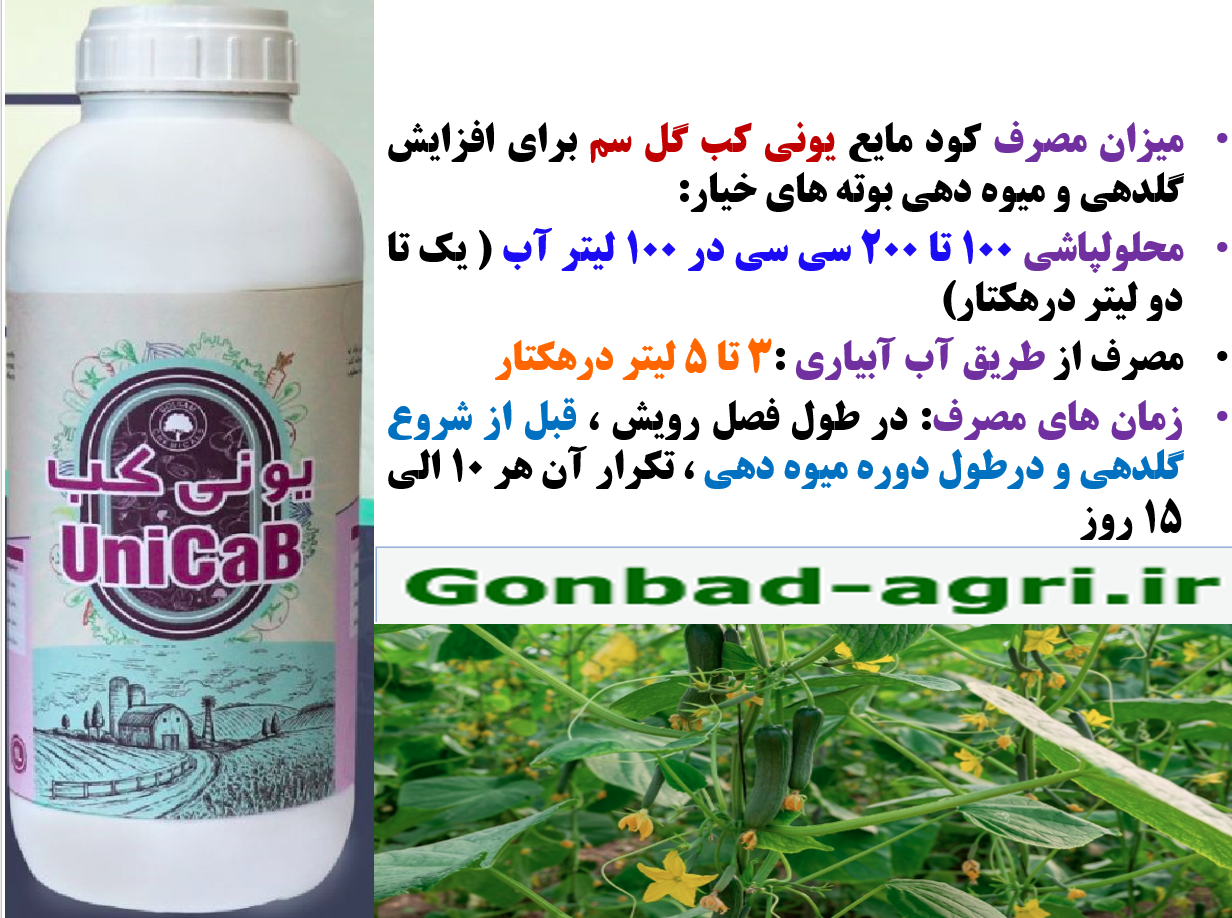 کود یونی کب گل سم برای افزایش تولید و کیفیت میوه های خیار- قسمت دوم 614