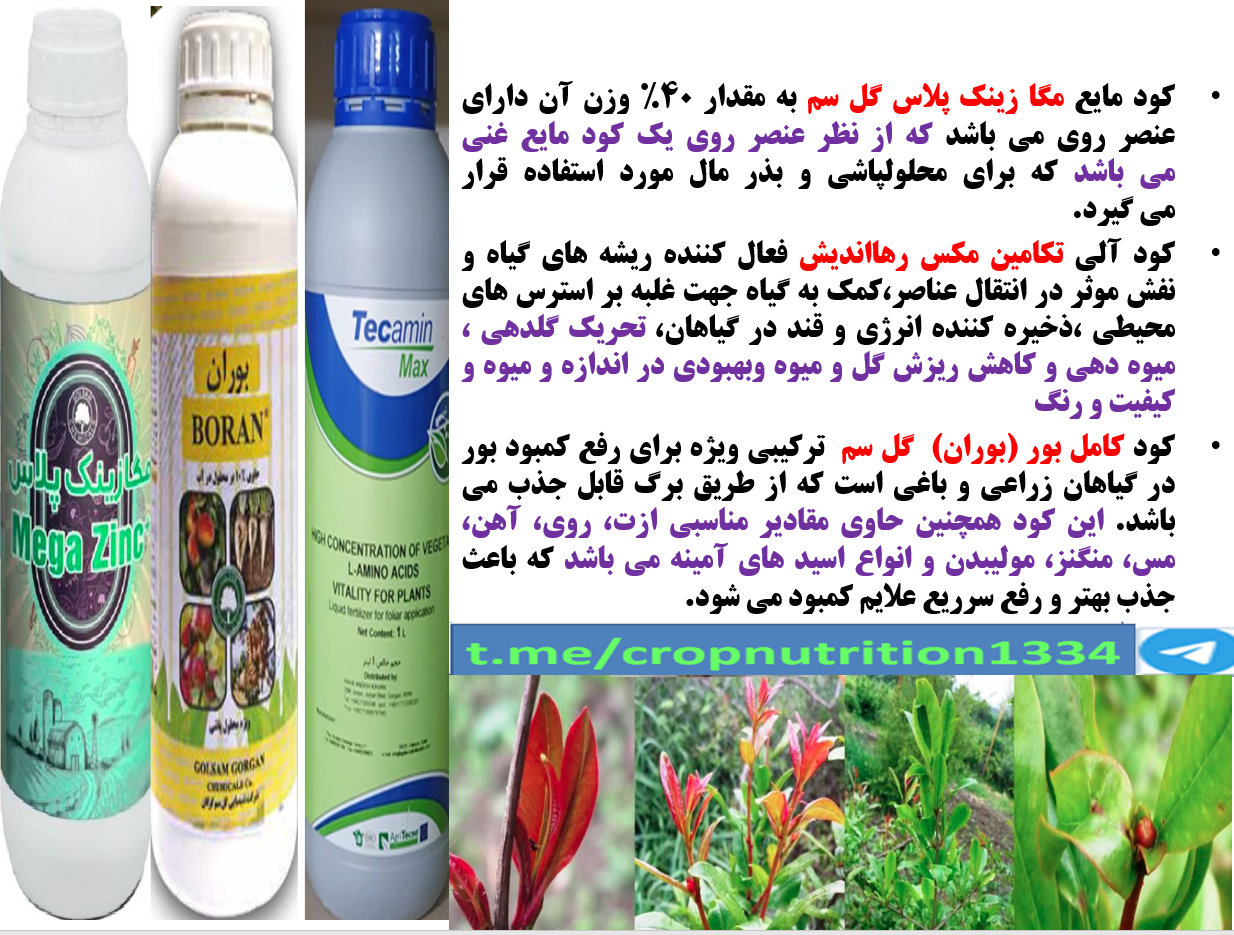 ترکیب موثر با کارایی بهتر کود فروت ست برای درختان میوه انار – قسمت سوم 580