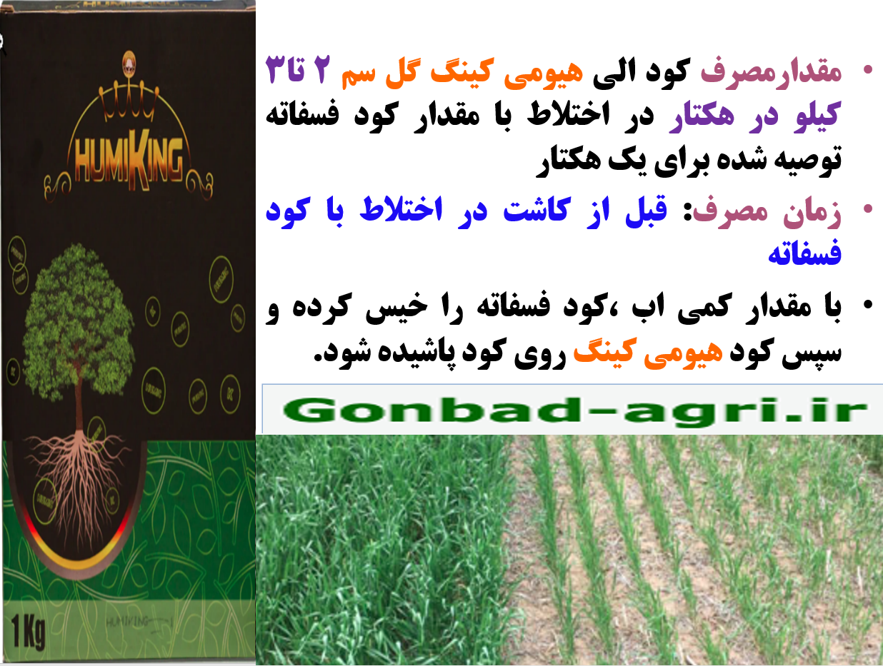 افزایش کارایی کود های فسفاته در زراعت گندم و جو -قسمت دوم 584