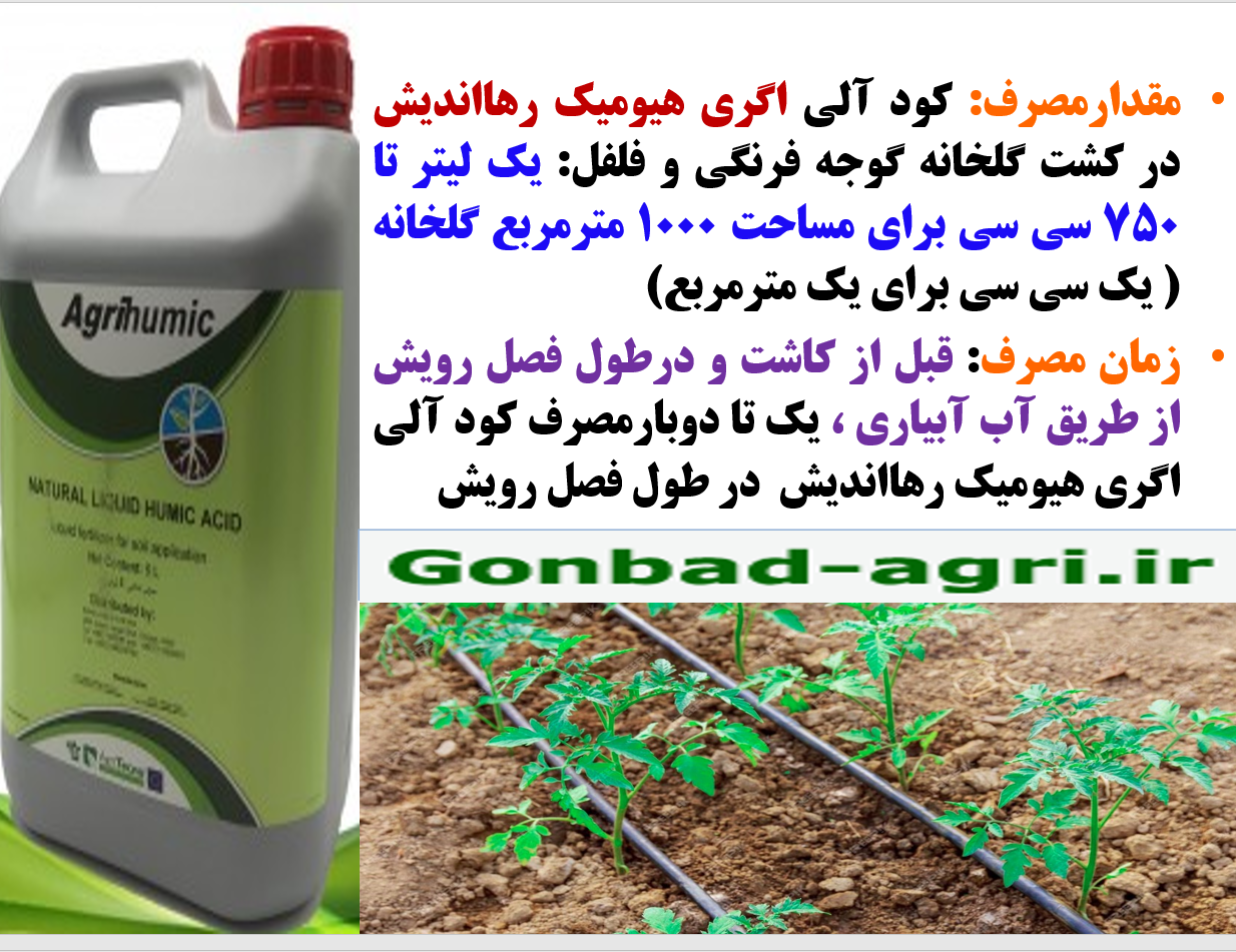 اگری هیومیک رهااندیش برای اصلاح خاک محیط ریشه گوجه فرنگی درگلخانه – قسمت دوم 578