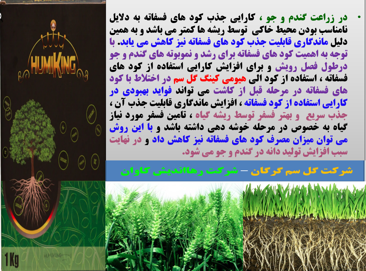 افزایش کارایی کود های فسفاته در زراعت گندم و جو -قسمت اول 585