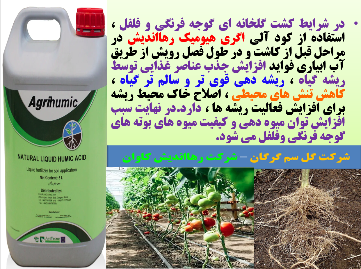 اگری هیومیک رهااندیش برای اصلاح خاک محیط ریشه گوجه فرنگی درگلخانه - قسمت اول 579
