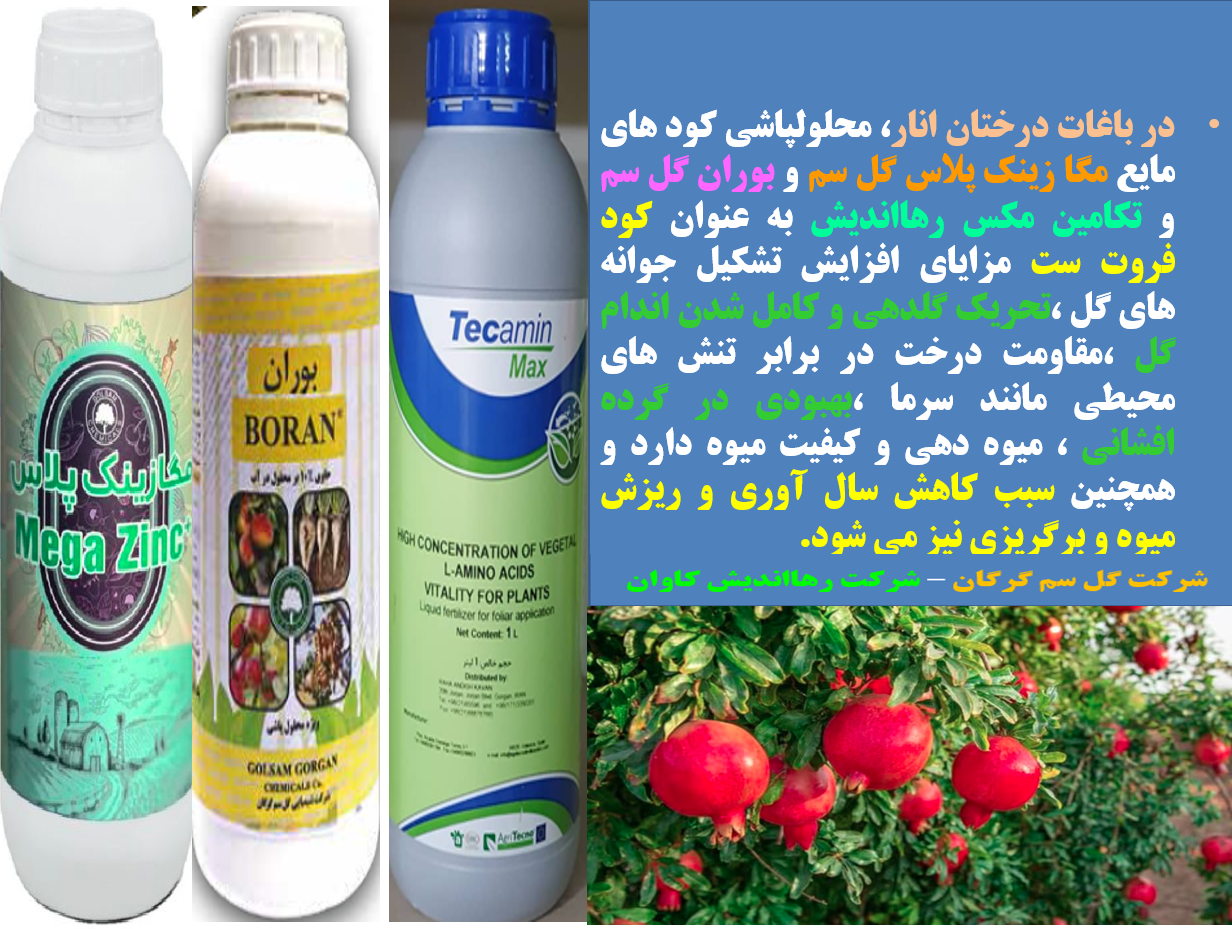ترکیب موثر با کارایی بهتر کود فروت ست برای درختان میوه انار - قسمت اول 582