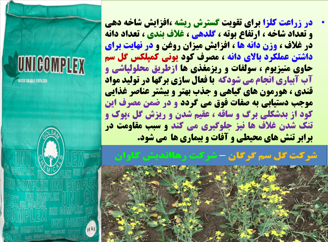 افزایش عملکرد دانه کلزا با کود ریزمغذی یونی کمپلکس گل سم - قسمت اول 573