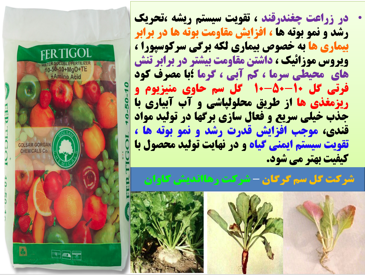 تقویت ریشه دهی و رشد و نمو بوته های چغندر قند با کود فرتی گل ۱۰-۵۰-۱۰ گل سم - قسمت اول 567