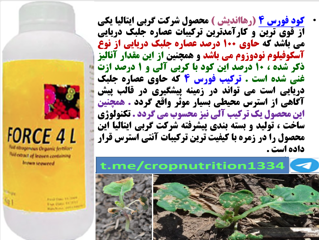 افزایش مقاومت بوته های کلزا در برابر سرما زدگی با مصرف کود فورس ۴ رهااندیش – قسمت سوم 556