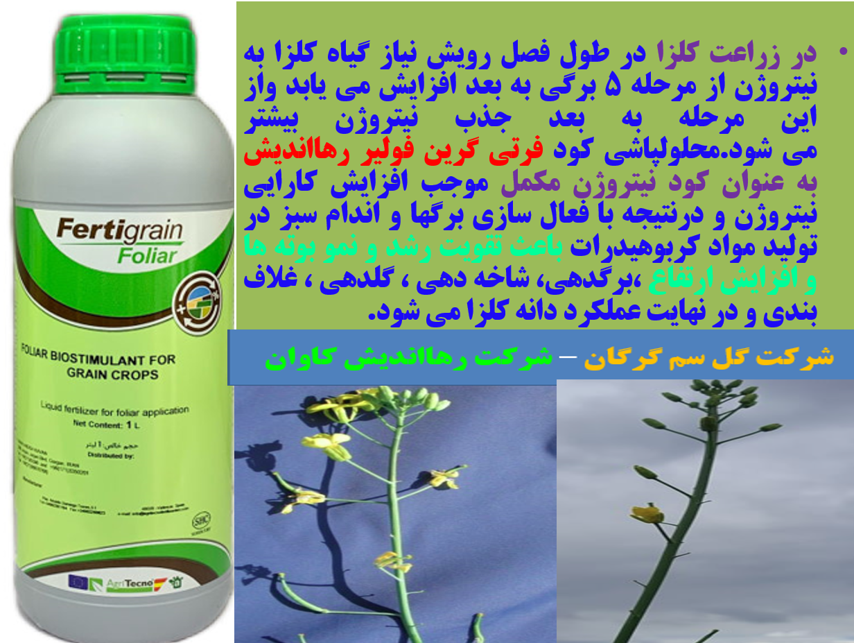 فرتی گرین فولیر رهااندیش کود ازته تکمیلی برای زراعت کلزا - قسمت اول 555