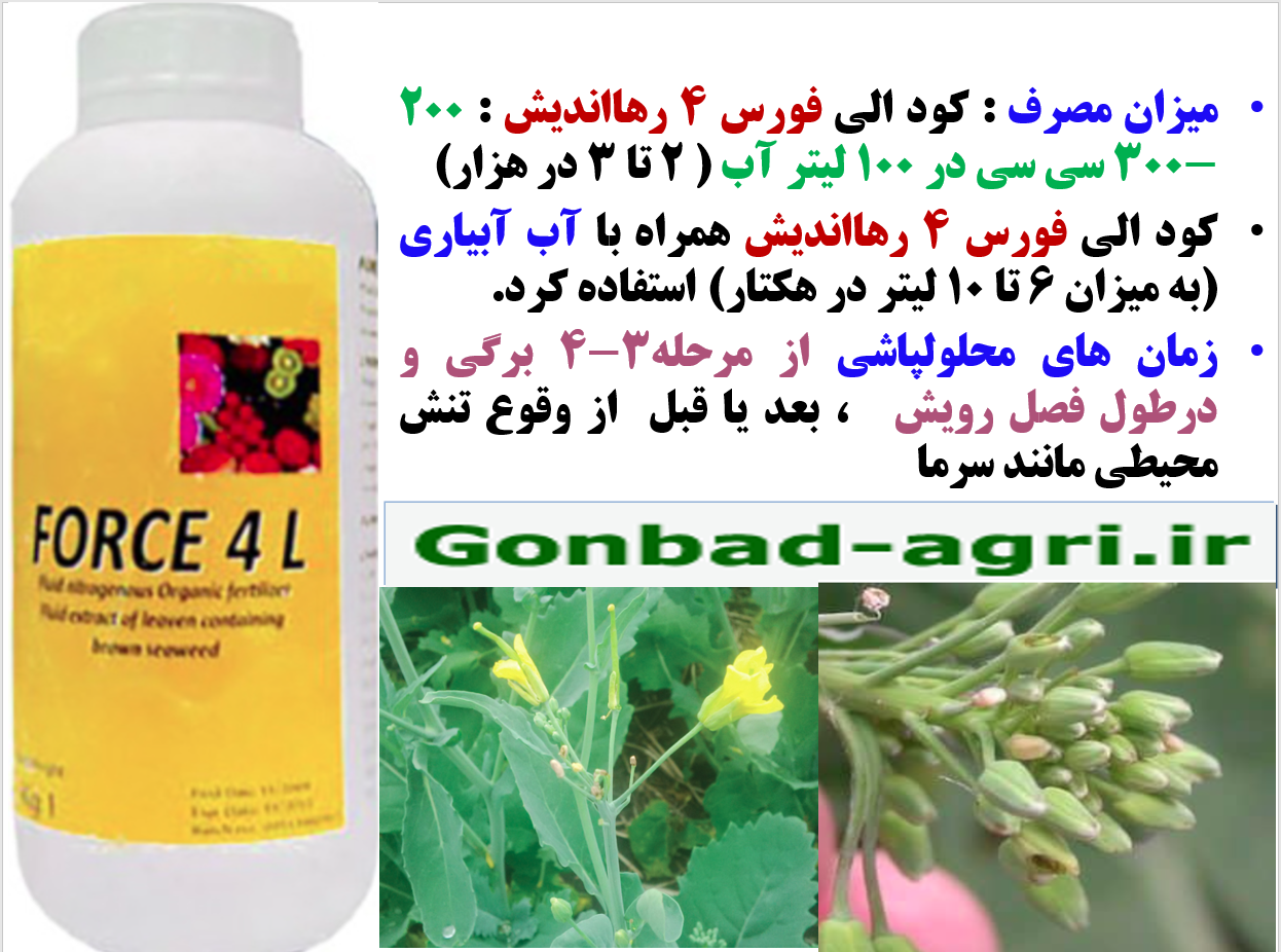 افزایش مقاومت بوته های کلزا در برابر سرما زدگی با مصرف کود فورس ۴ رهااندیش – قسمت دوم 557