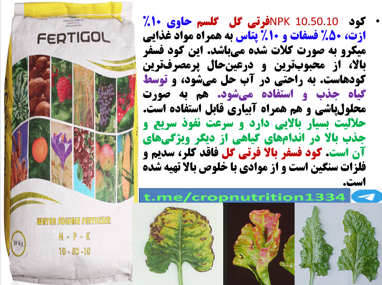 تقویت ریشه دهی و رشد و نمو بوته های چغندر قند با کود فرتی گل ۱۰-۵۰-۱۰ گل سم – قسمت سوم 565