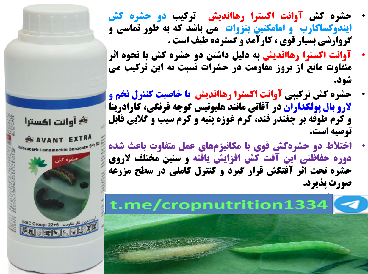 حشره کش آوانت-اکسترا رهااندیش برای کنترل لارو های برگخوار و غلاف خوار کلزا – قسمت سوم 550