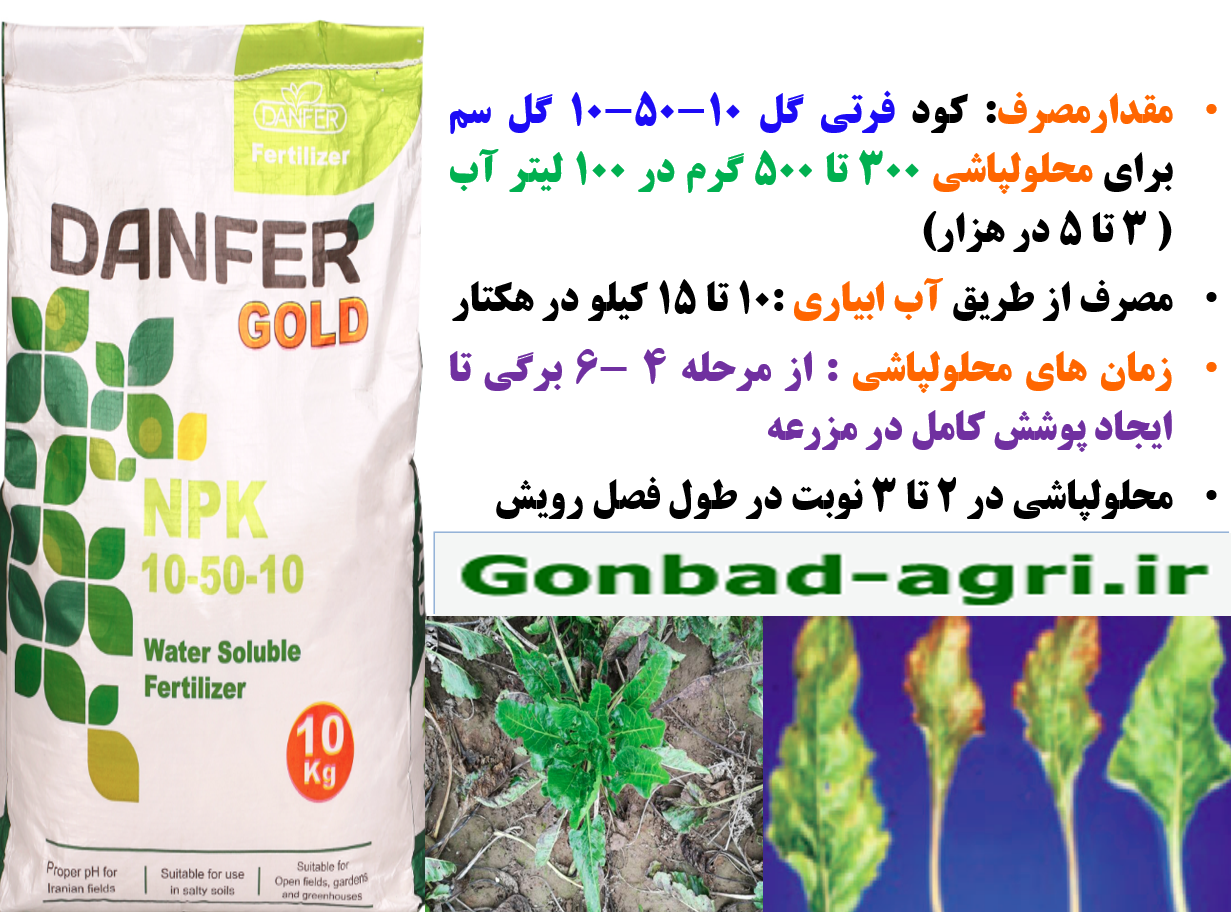 تقویت ریشه دهی و رشد و نمو بوته های چغندر قند با کود فرتی گل ۱۰-۵۰-۱۰ گل سم – قسمت دوم 566