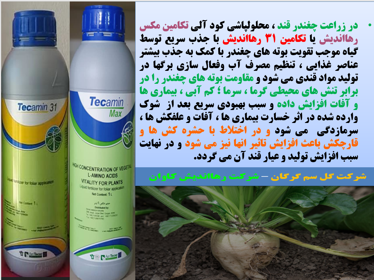 کاربردتکامین مکس یا تکامین ۳۱ برای افزایش تولید و عیار قند در چغندر- قسمت اول 546
