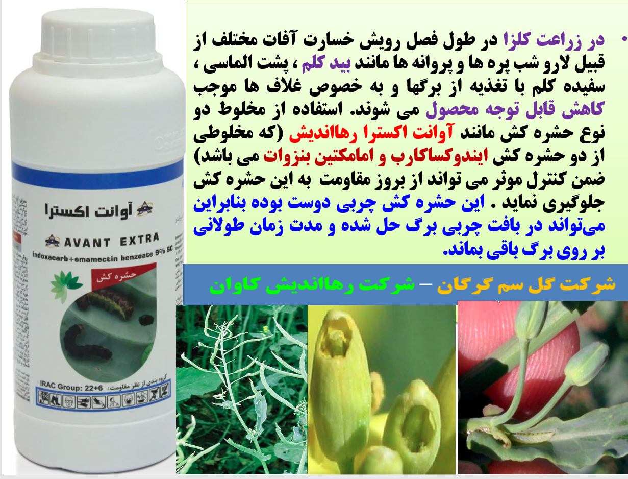 حشره کش آوانت-اکسترا رهااندیش برای کنترل لارو های برگخوار و غلاف خوار کلزا - قسمت اول 552