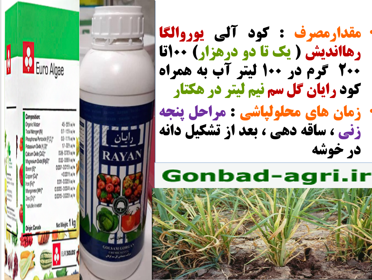 افزایش تولید و مقاومت در بوته های گندم و جو در برابر تنش های محیطی – قسمت دوم 542