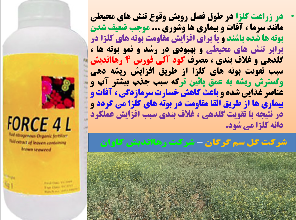 افزایش مقاومت بوته های کلزا در برابر سرما زدگی با مصرف کود فورس ۴ رهااندیش - قسمت اول 558