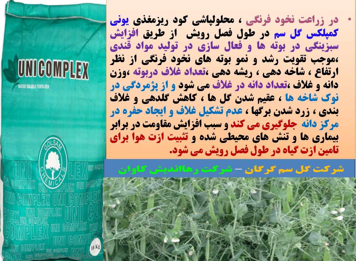 کودریزمغذی یونی کمپلکس گل سم برای افزایش تولید غلاف و دانه نخود فرنگی -قسمت اول 570