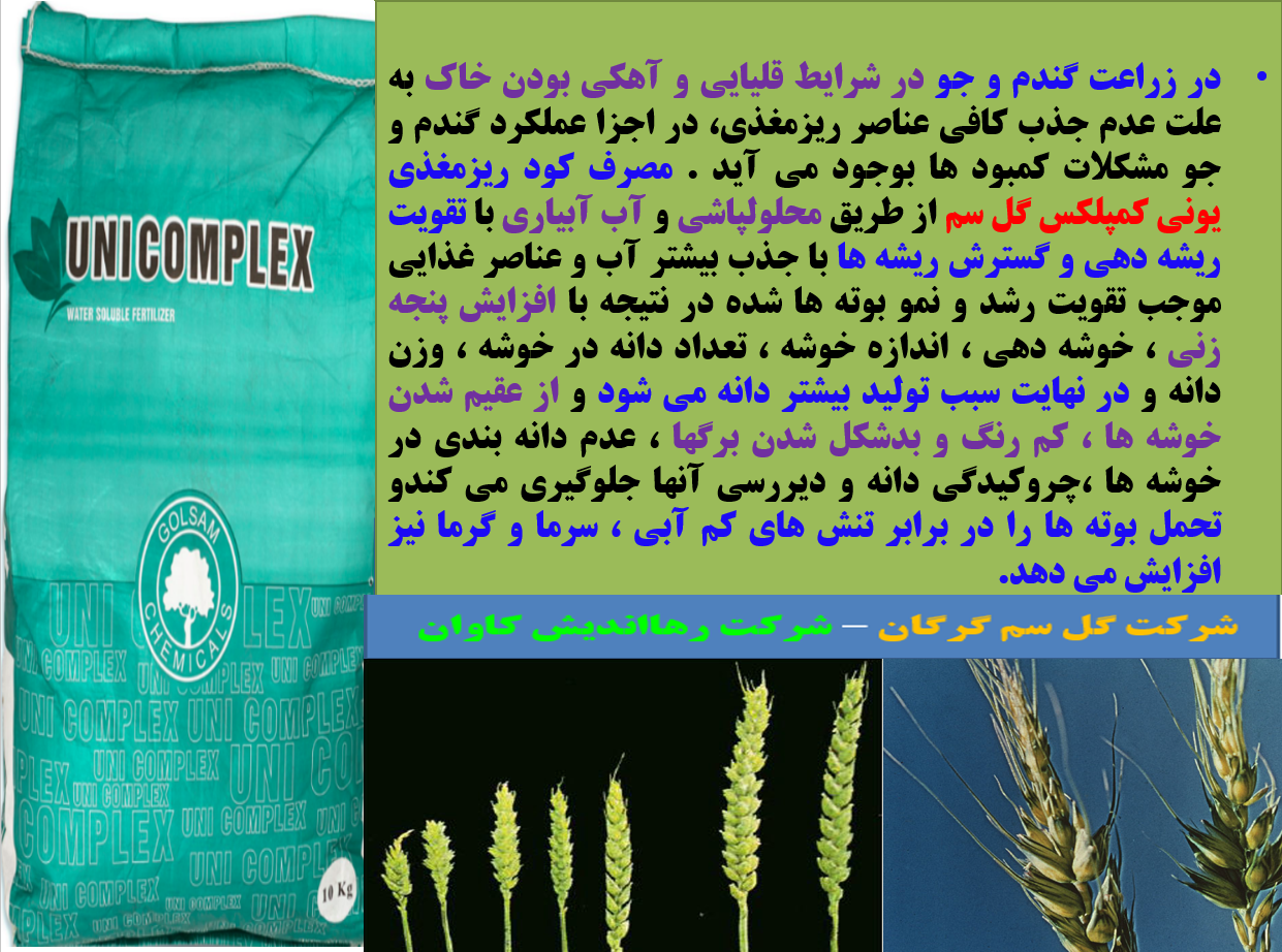 کاربرد موثر کود یونی کمپلکس گل سم در زراعت گندم و جو - قسمت اول 561