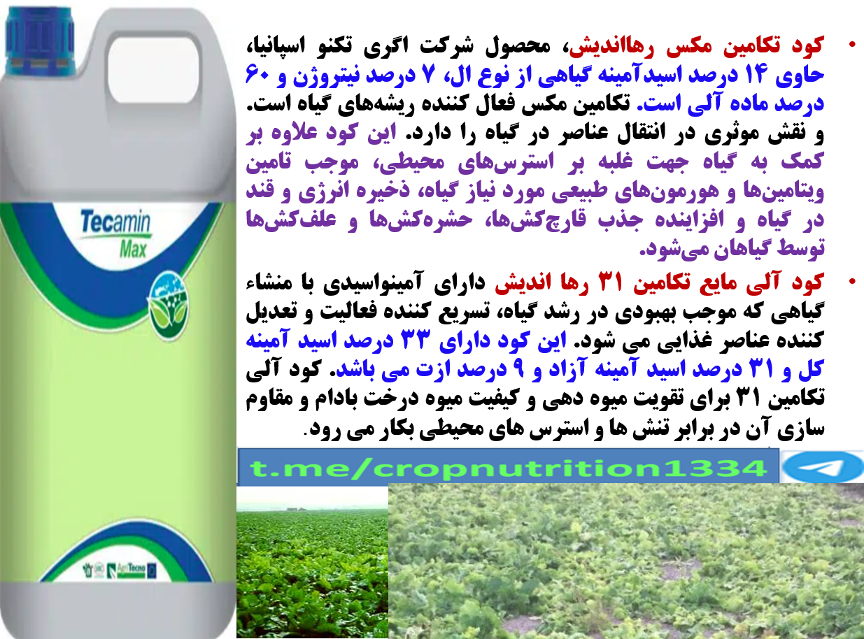 کاربردتکامین مکس یا تکامین ۳۱ برای افزایش تولید و عیار قند در چغندر- قسمت سوم 544