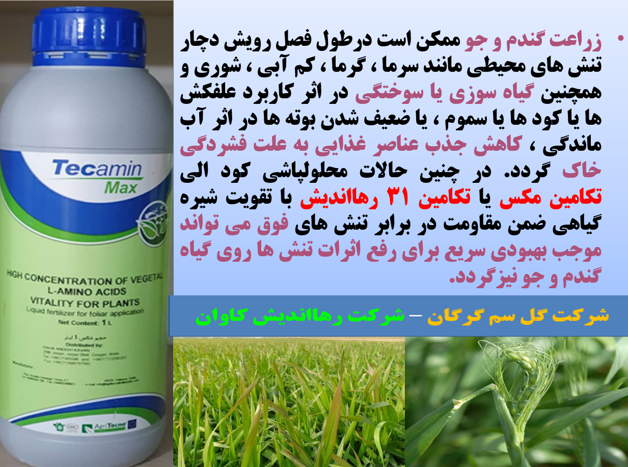 کاربرد برگی تکامین مکس رهااندیش برای تقویت بوته های گندم در برابر تنش ها - قسمت اول 528