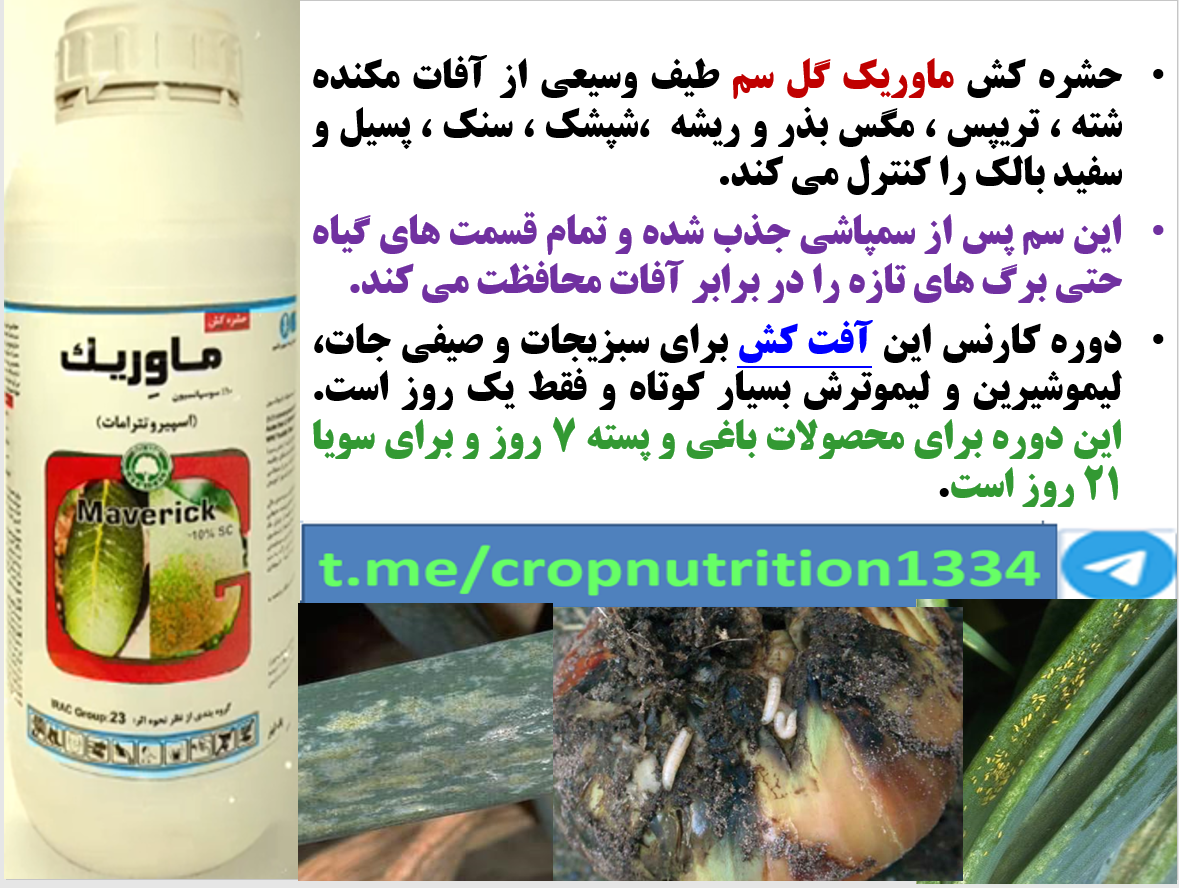 کنترل آفات مهم پیاز با حشره کش ماوریک گل سم – قسمت سوم 511