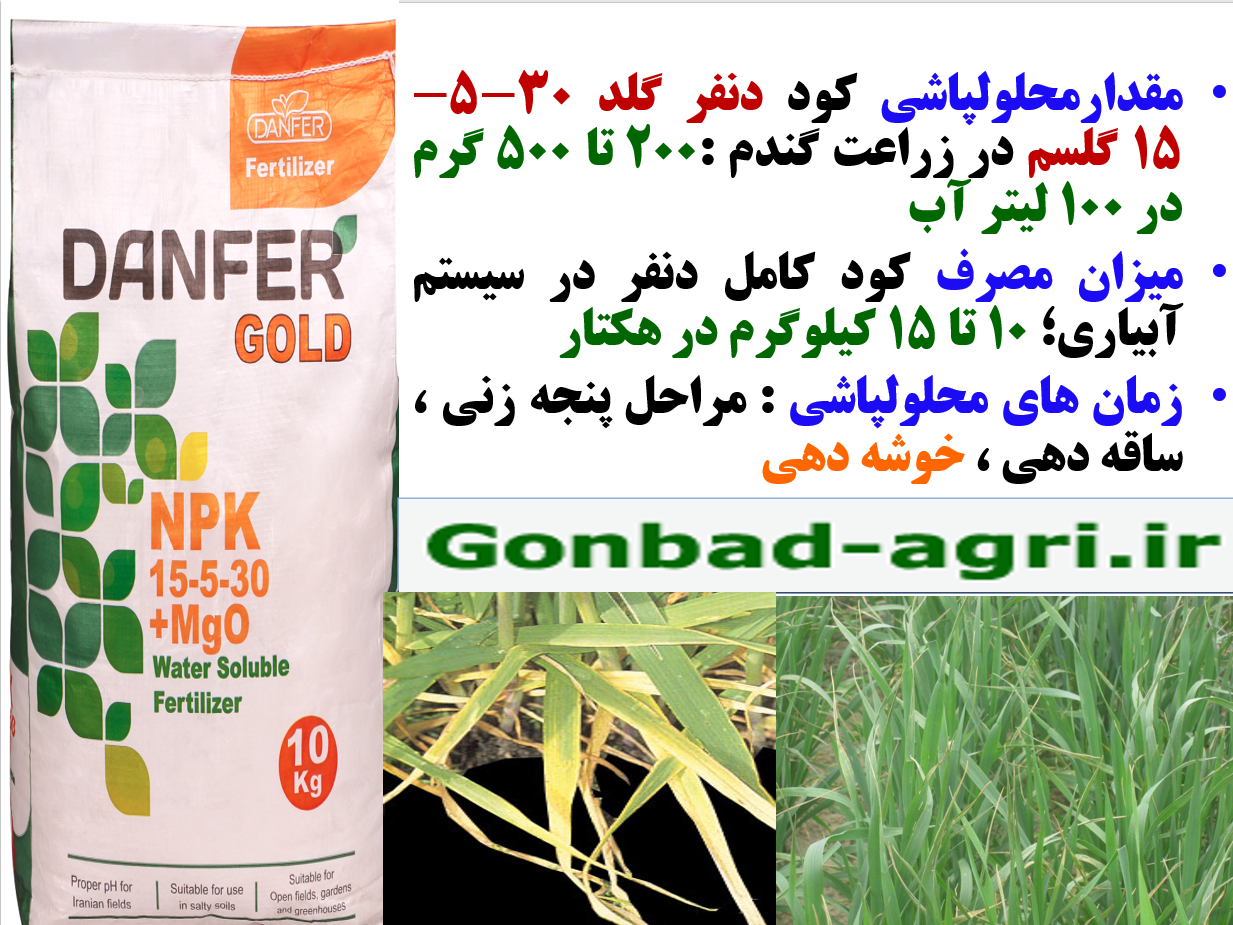 افزایش اجزا عملکرد گندم و تولید دانه گندم با کود دنفرگلد گل سم – قسمت دوم 539
