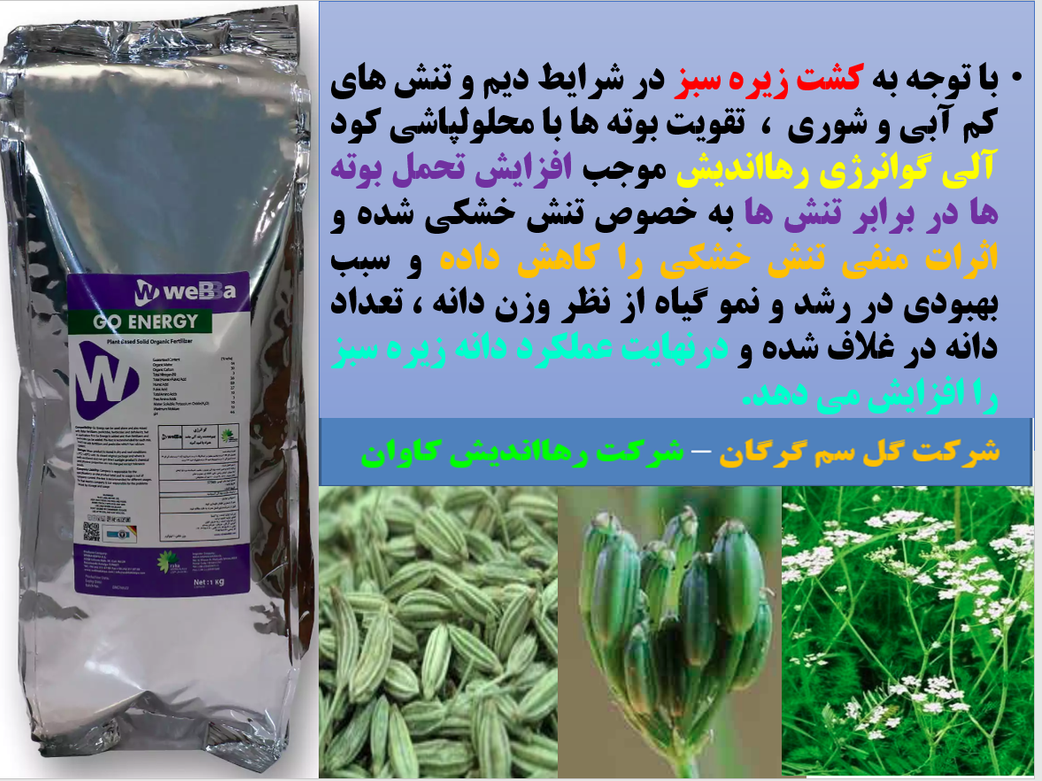 افزایش تحمل بوته های زیره سبز در برابر تنش های محیطی با کود آلی گوانرژی رهااندیش - قسمت اول 516