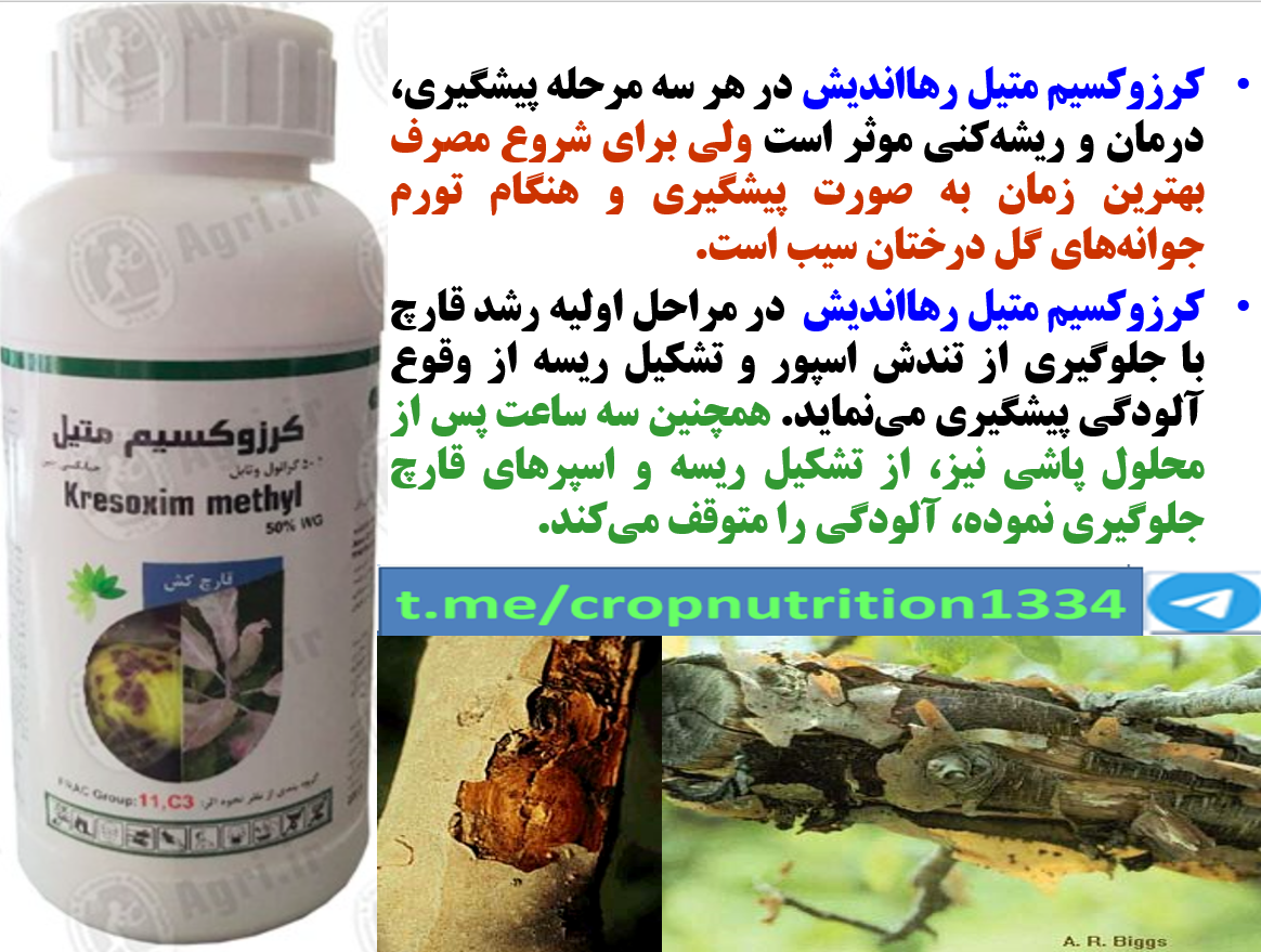 کنترل بیماری های درخت سیب با کرزوکسیم متیل رهااندیش – قسمت سوم 520