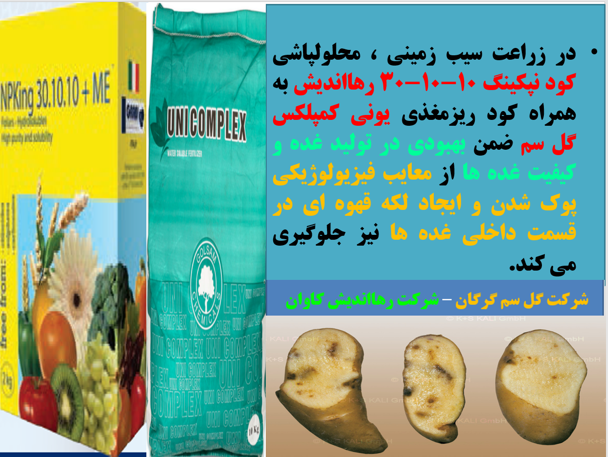 بهبودی در تولید و کیفیت غده های سیب زمینی - قسمت اول 510