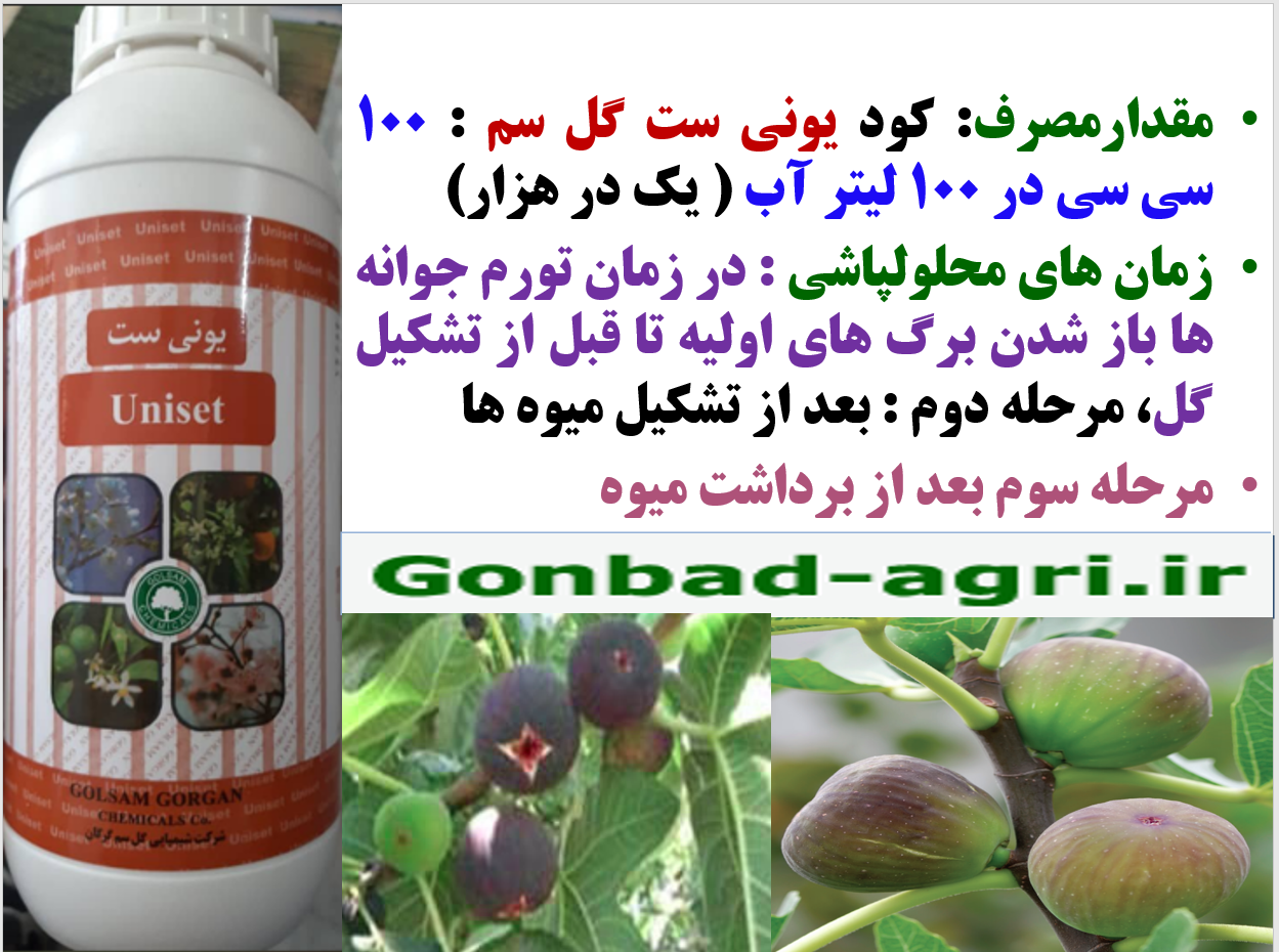 کود یونی ست گل سم به عنوان کود فروت ست برای درختان انجیر- قسمت دوم 491