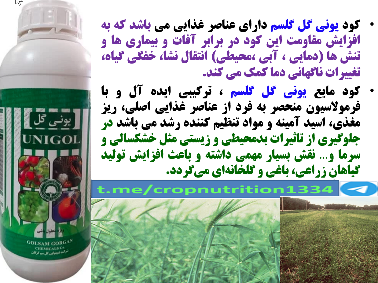 تاثیر محلولپاشی کود یونی گل گلسم در افزایش تولید در زراعت گندم – قسمت سوم 484