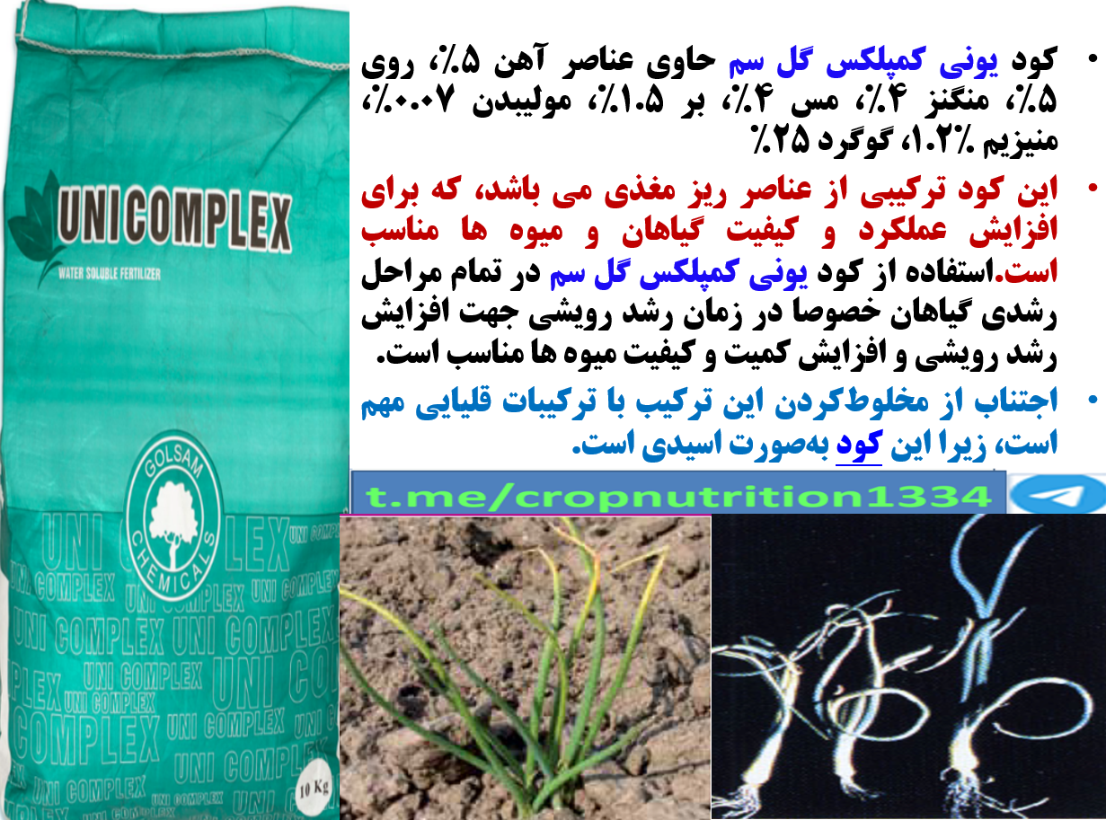 کود یونی کمپلکس گل سم برای تقویت تولید و کیفیت پیاز – قسمت سوم 505