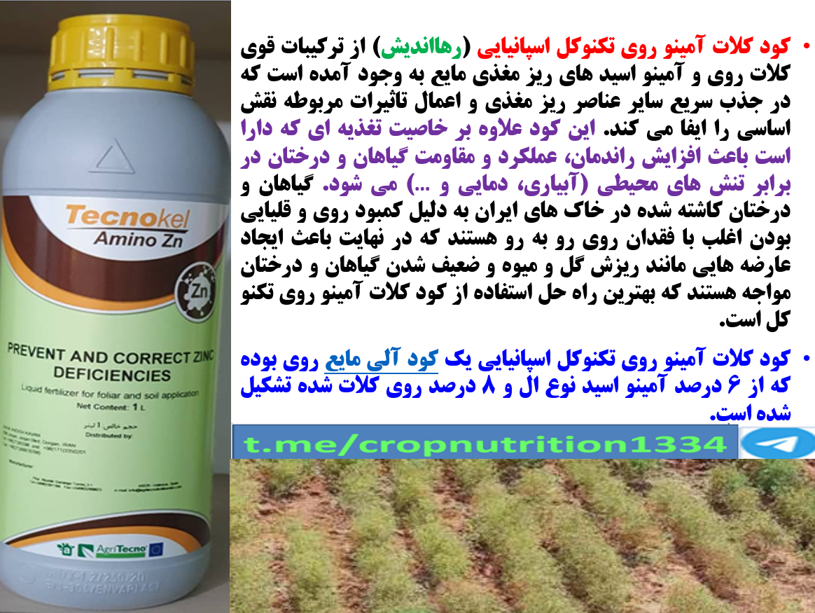 محلولپاشی تکنو کل آمینو روی رهااندیش برای تقویت بوته های زیره سبز- قسمت سوم 487