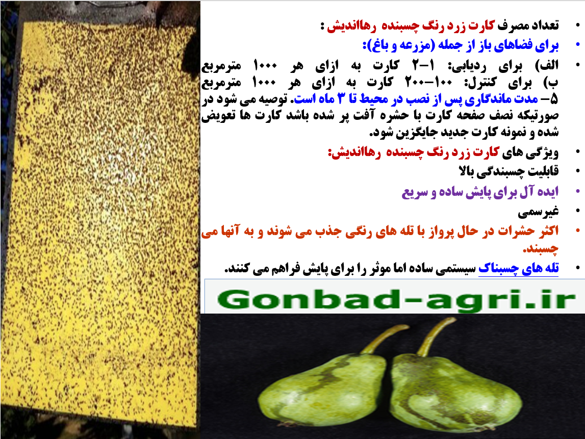کارت زرد رنگ چسبنده رهااندیش کاوان برای کنترل به موقع پسیل گلابی- قسمت دوم 497