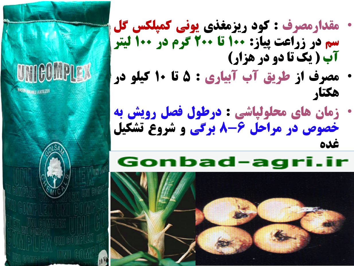 کود یونی کمپلکس گل سم برای تقویت تولید و کیفیت پیاز – قسمت دوم 506