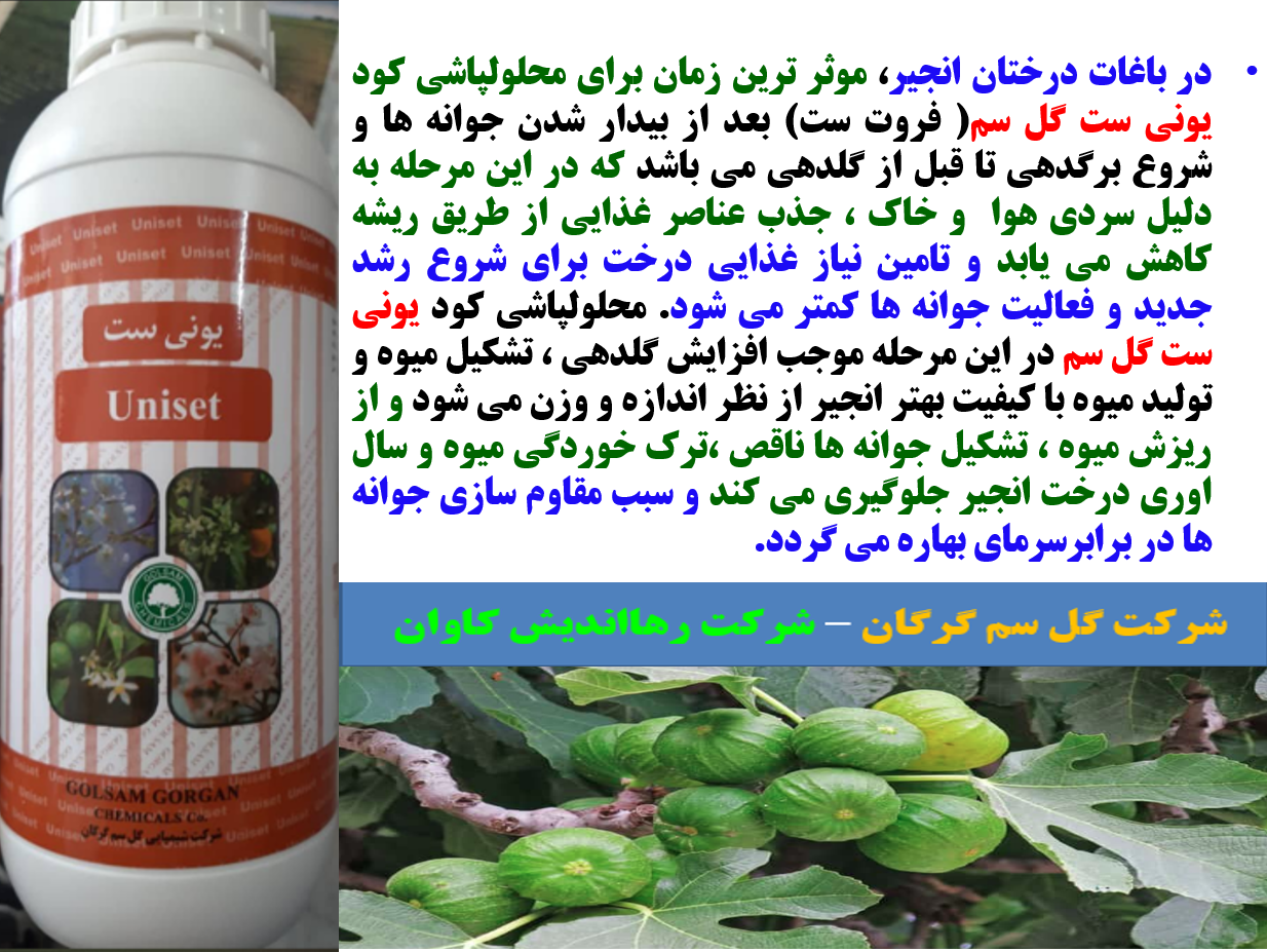 کود یونی ست گل سم به عنوان کود فروت ست برای درختان انجیر- قسمت اول 492