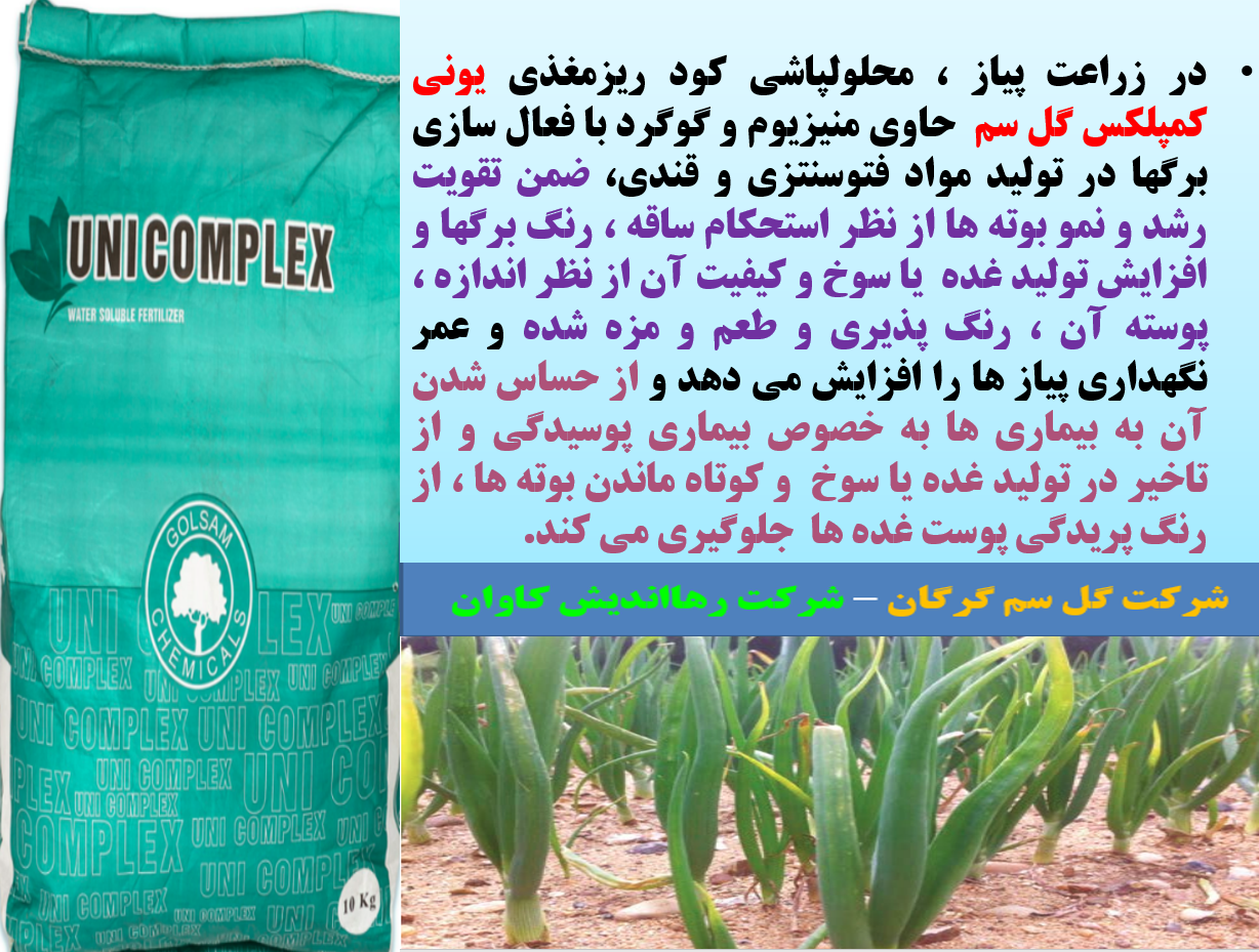 کود یونی کمپلکس گل سم برای تقویت تولید و کیفیت پیاز - قسمت اول 507