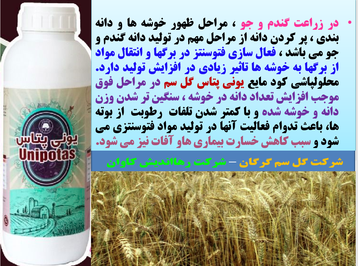 کود یونی پتاس گل سم برای تقویت خوشه و دانه بندی و افزایش تولید دانه در گندم و جو - قسمت اول 471