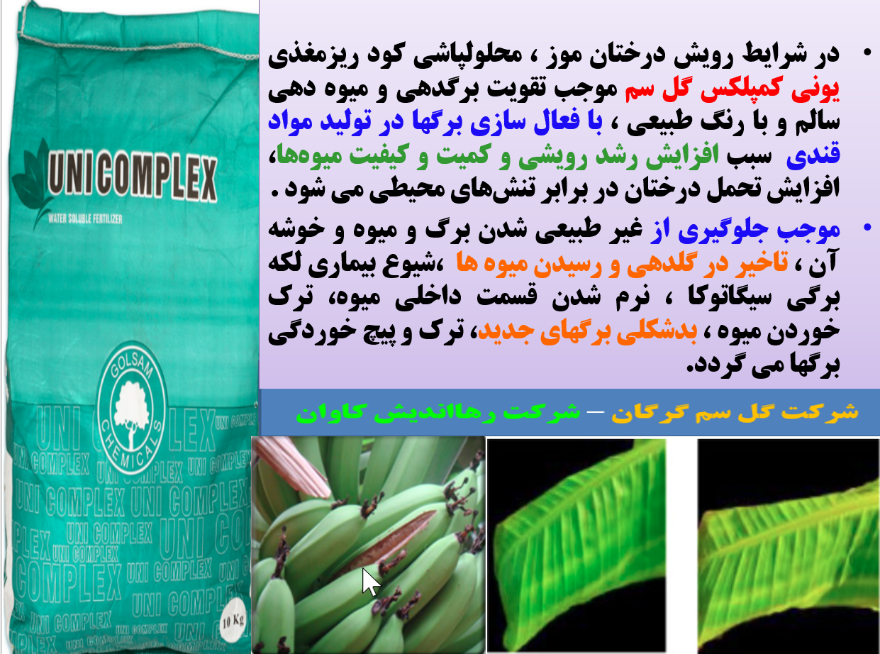 تاثیر کود ریزمغذی یونی کمپلکس گل سم روی میوه دهی و کیفیت میوه موز- قسمت اول 438