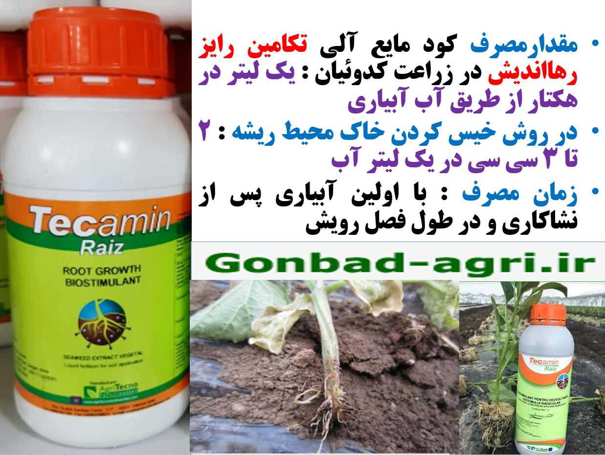 رفع سریع شوک نشاءکاری در زراعت هندوانه و خربزه با کود الی تکامین رایز – قسمت دوم 455