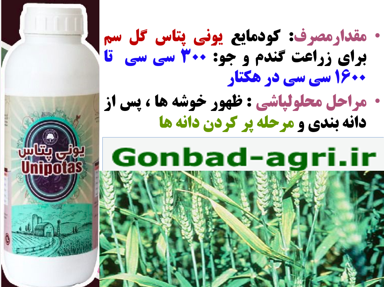 کود یونی پتاس گل سم برای تقویت خوشه و دانه بندی و افزایش تولید دانه در گندم و جو – قسمت دوم 470