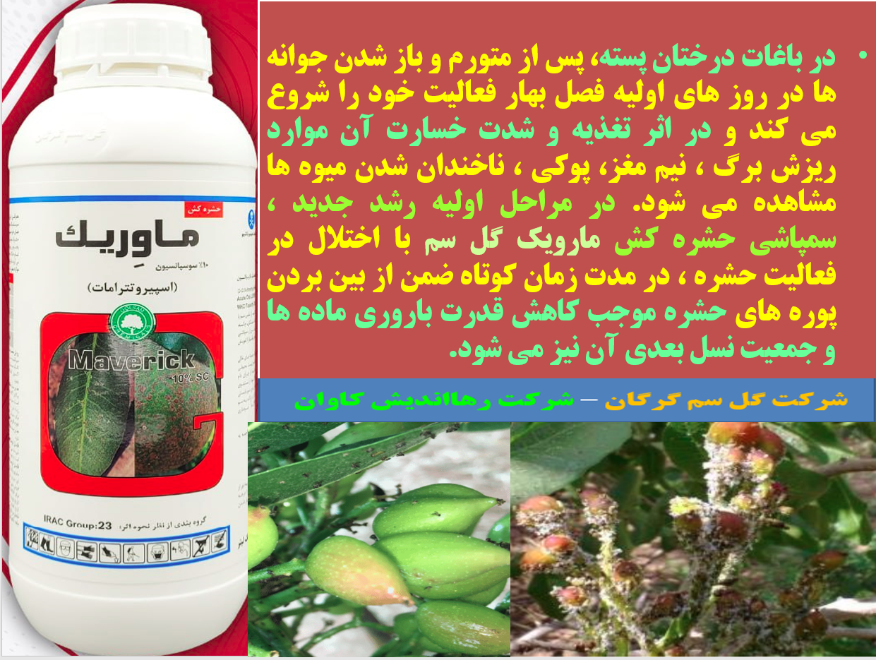 حشره کش ماوریک گل سم برای کنترل پسیل پسته در اوایل فصل رویش - قسمت اول 453