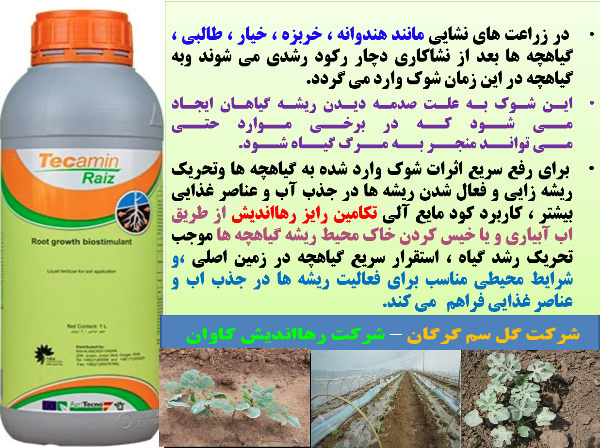 رفع سریع شوک نشاءکاری در زراعت هندوانه و خربزه با کود الی تکامین رایز - قسمت اول 456
