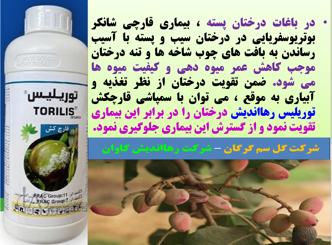 قارچکش توریلیس رهااندیش برای کنترل بیماری شانکر قارچی درختان پسته - قسمت اول 468