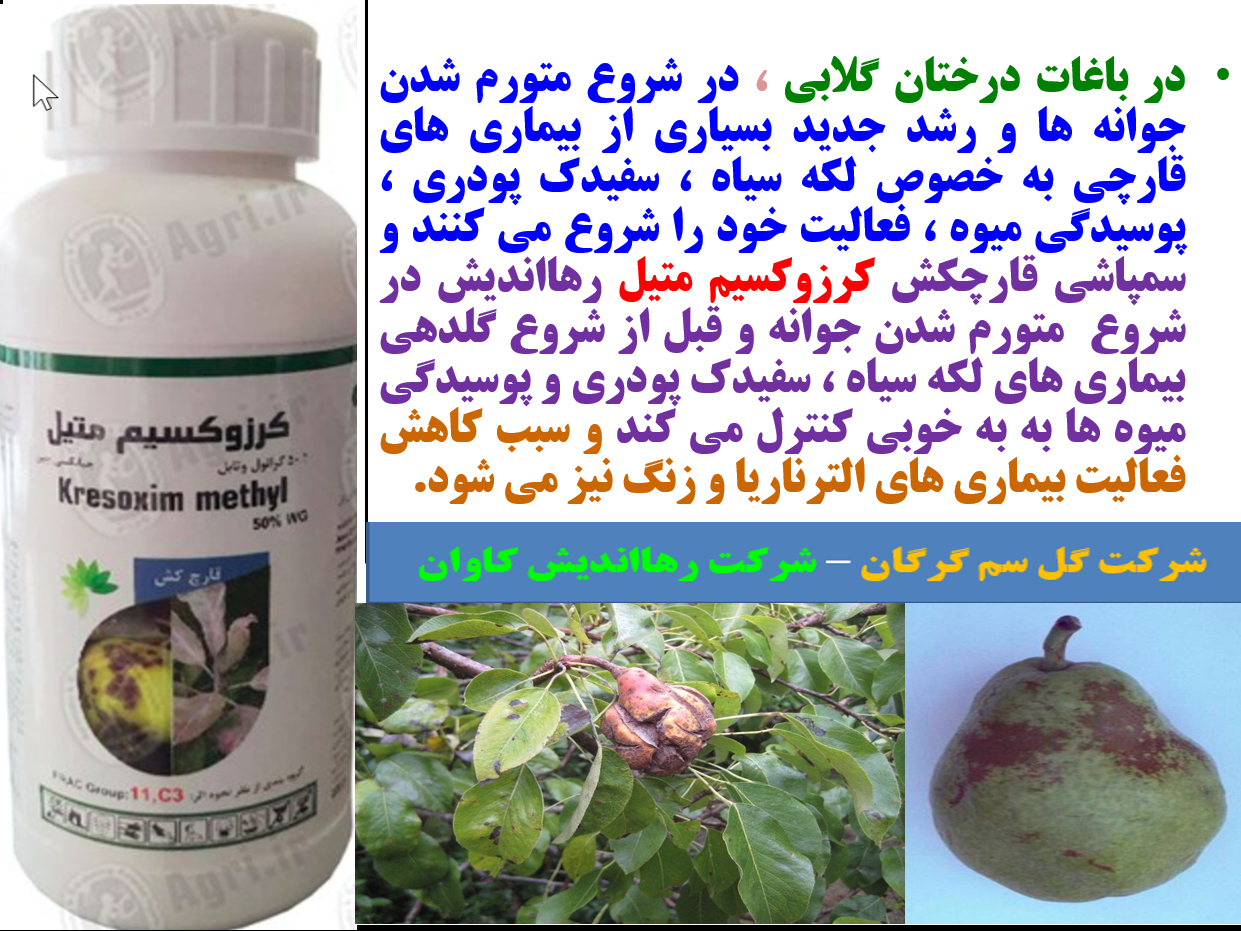 سمپاشی قارچکش کروزکسیم متیل رهااندیش در شروع رشد جدید در درختان گلابی - قسمت اول 450