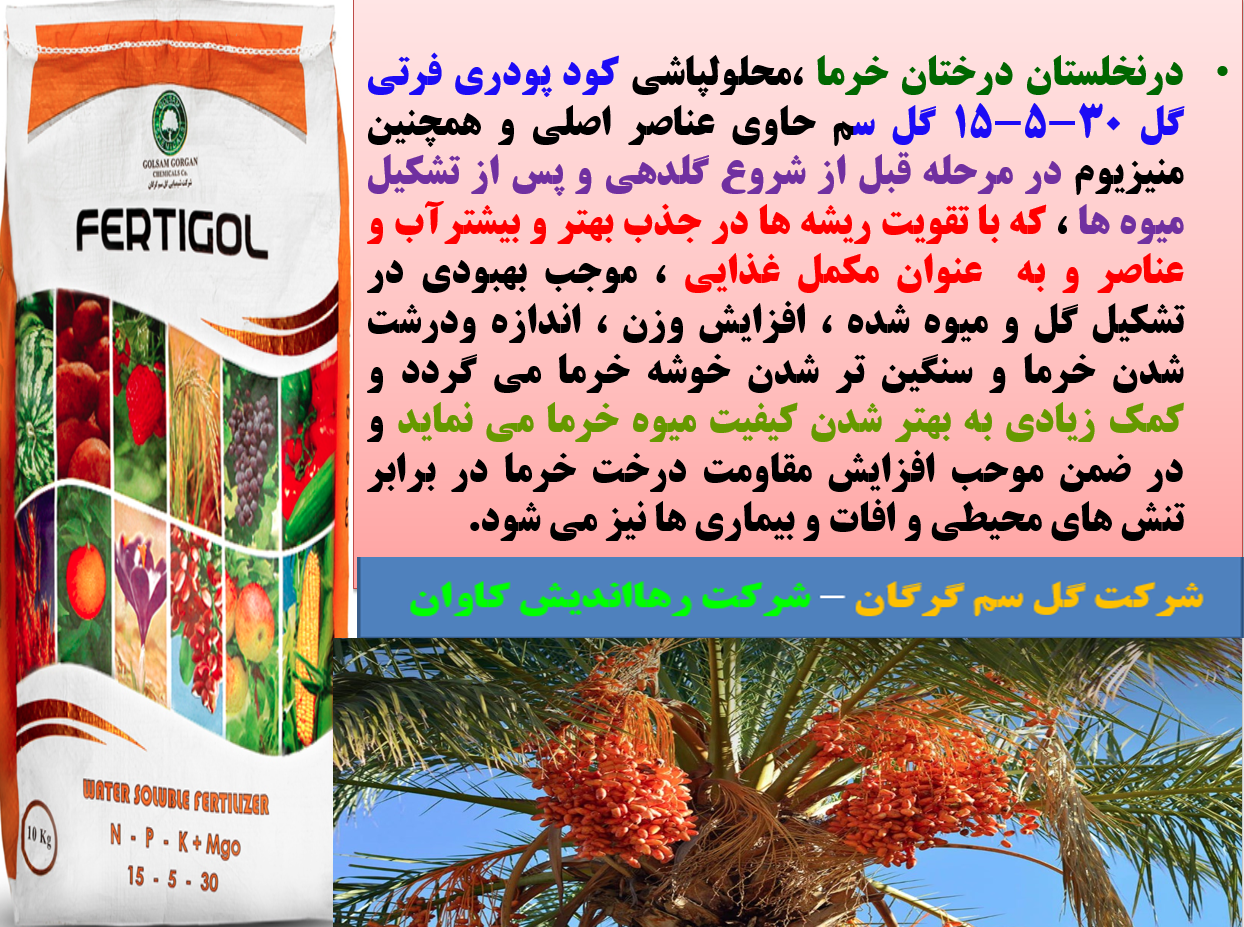 تقویت میوه دهی نخل های خرما با کود فرتی گل ۳۰-۵-۱۵ - قسمت اول 483
