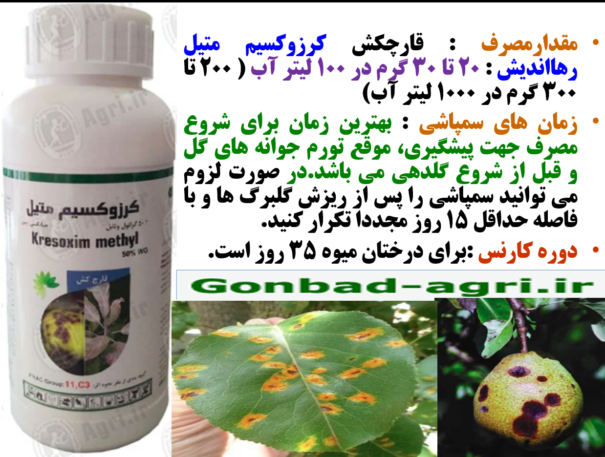 سمپاشی قارچکش کروزکسیم متیل رهااندیش در شروع رشد جدید در درختان گلابی – قسمت دوم 449